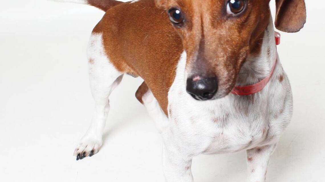 Daisy, Hailey & Harley, Kevin and Valentine are looking for new homes!
