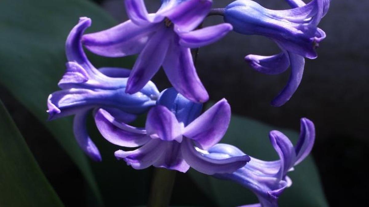 

Blue hyacinth in spring
