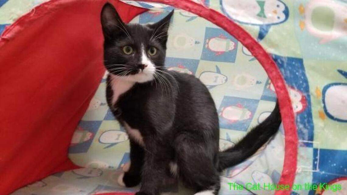 Alvin, Petunia and Rover are looking for new homes!
