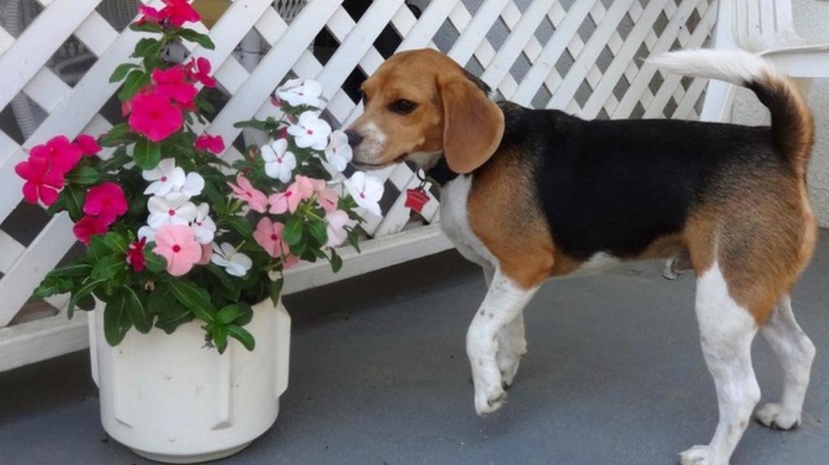 Pickles is enjoying the fresh spring flowers