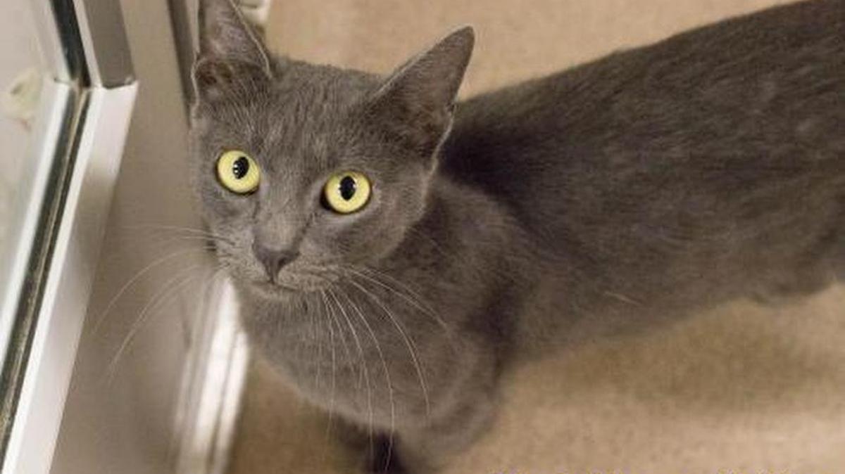 Tatiana is a 10-month old Russian Blue and loves to be petted. She is available through the Cat House on the Kings Adoption Center at Petco, 4144 N. Blackstone Ave. in Fresno, open 10 a.m.-5 p.m. daily (6 p.m. Wednesdays). Call 559-222-0228.