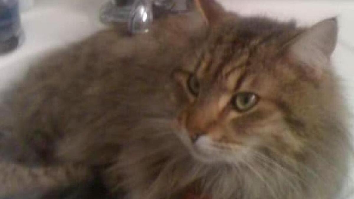 Big Kitty relaxing in the bathroom sink