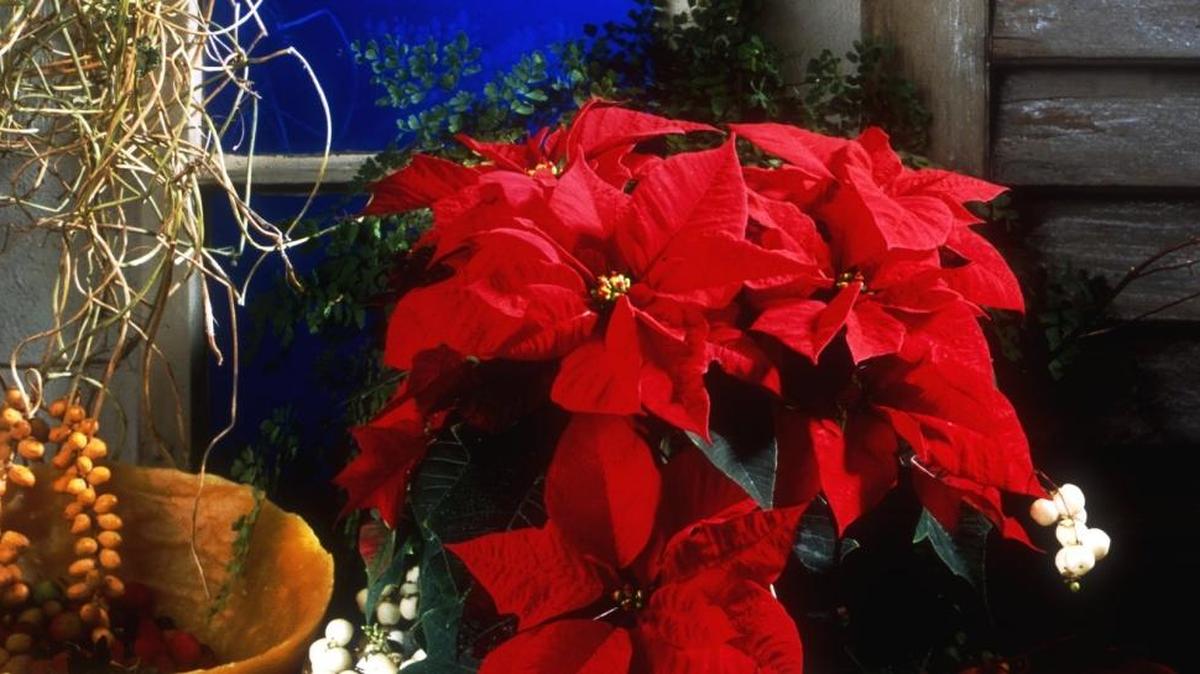 Poinsettias are nice, but the short-lived plants don’t stick around long after the holidays. Add pizazz to the season's floral arrangements with potted baby roses, gloxinia and hydrangeas.