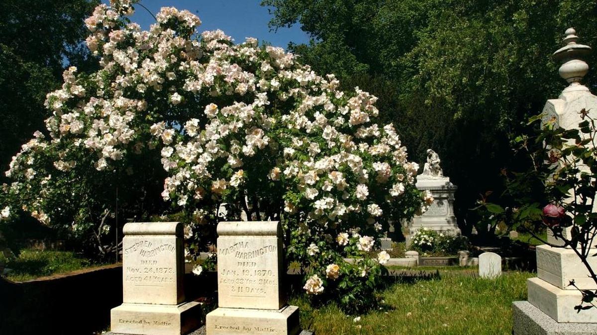 Sacramento’s Historic City Cemetery is home to many large climbing roses.