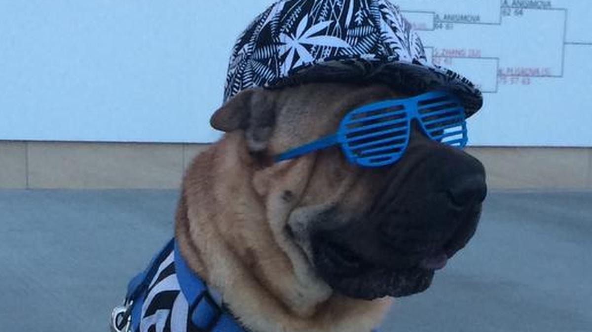 Gavin ready for his summer time walks