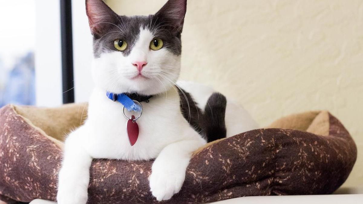 Jackson is a 10-month-old, male and he loves attention. He is available through the Cat House on the Kings Adoption Center at Petco, 4144 N. Blackstone Ave. in Fresno, open 10 a.m.-5 p.m. daily (6 p.m. Wednesdays). Call 559-222-0228.