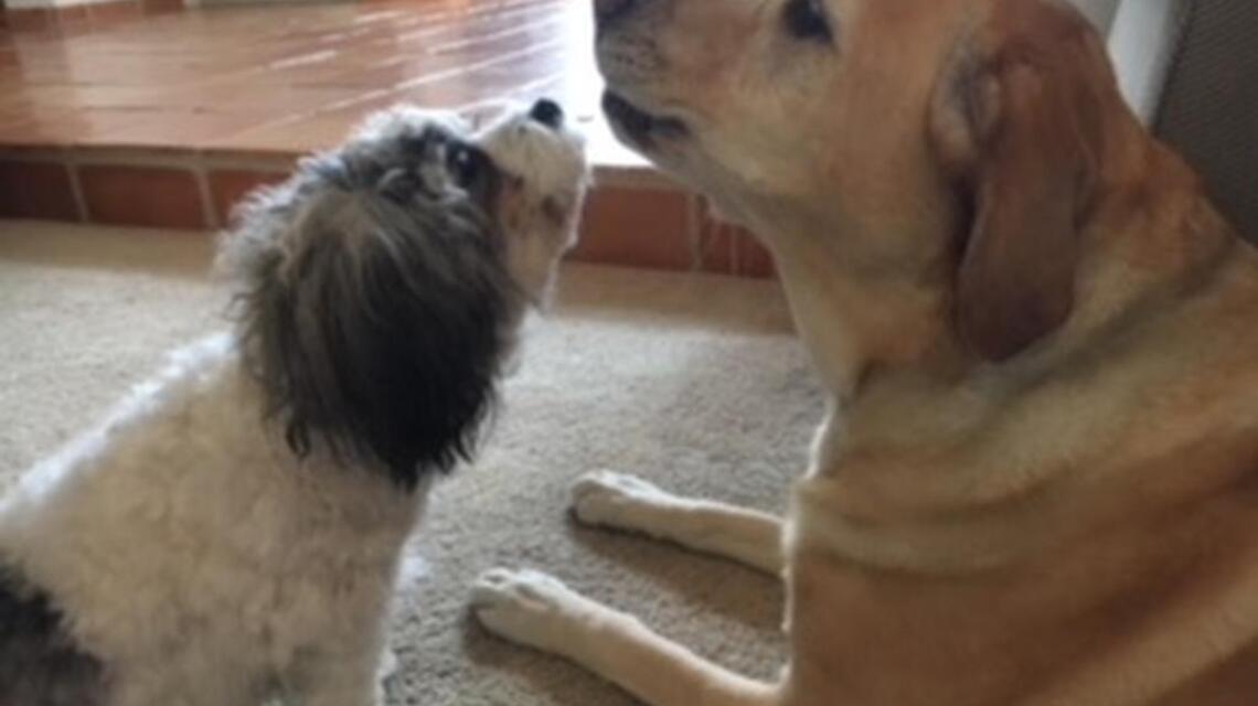 Luca & Lucy, Molly and Posey in Pet Pix!