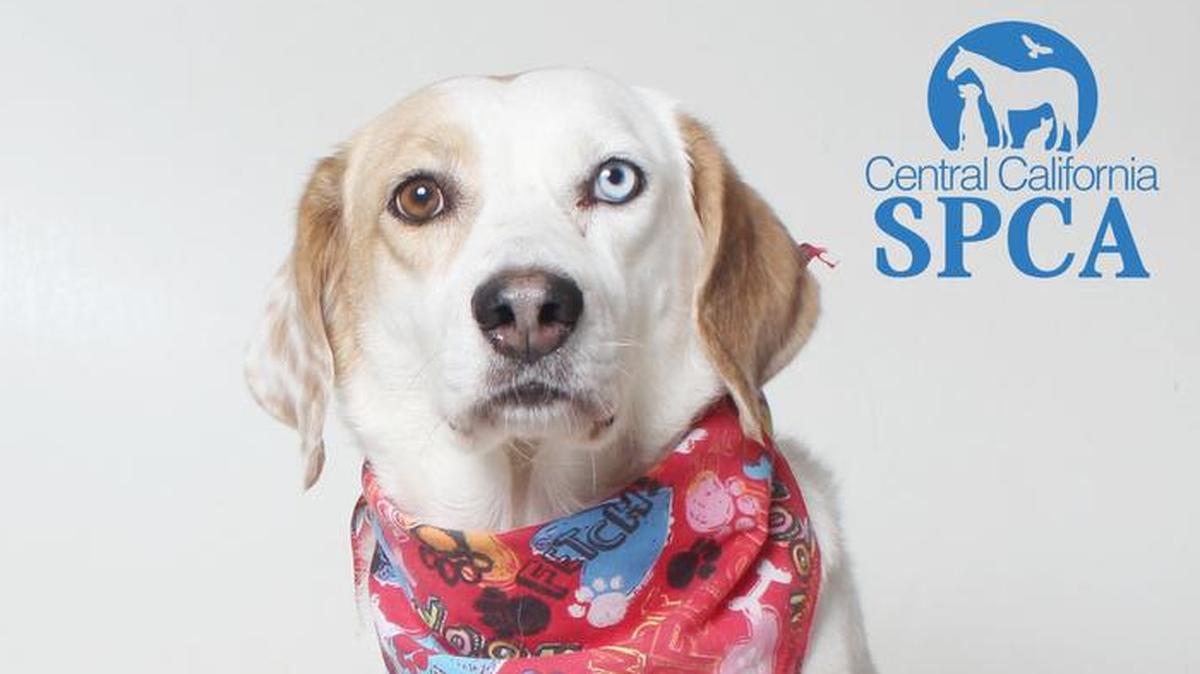 Bailey is a 5-year-old, female, brown and white, Coonhound/Treeing Walker blend she is housetrained and loves long walks. She is available immediately through the CCSPCA Adoption Center, 103 S. Hughes Ave. in Fresno, open 10 a.m.-5 p.m. daily (6 p.m. Wednesdays). Call 559-233-7722, ext. 119, or email adoptions@ccspca.com.