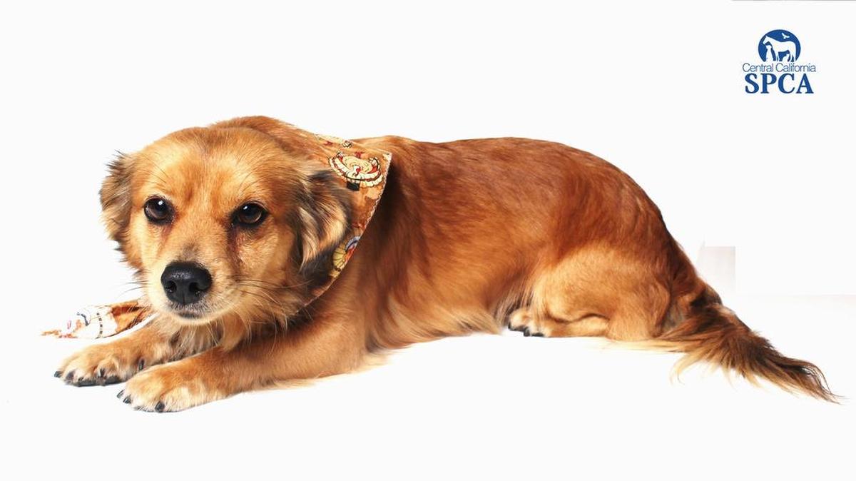 Acorn is a 2-year-old, male, golden, Chihuahua blend is well mannered and wants nothing more than a forever family. He is available immediately through the CCSPCA Adoption Center, 103 S. Hughes Ave. in Fresno, open 10 a.m.-5 p.m. daily (6 p.m. Wednesdays). Call 559-233-7722, ext. 119, or email adoptions@ccspca.com.