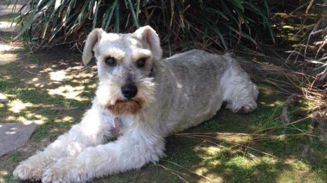 Dieter, Cami and Dutchess in Pet Pix!