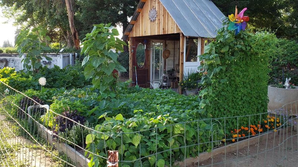 Valerie Arquiette’s backyard garden in Sanger includes a she shed.