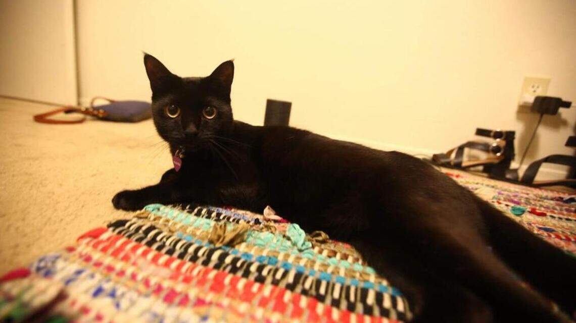 Midnight, Annie and Hazel in Pet Pix!
