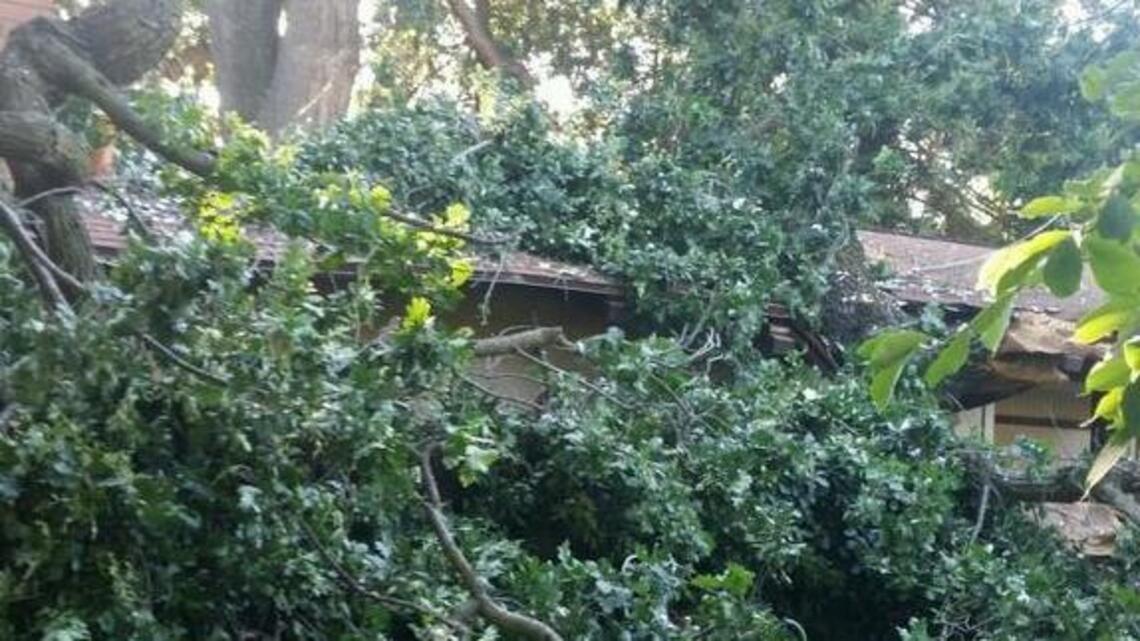It’s a good time to get a jump on pruning