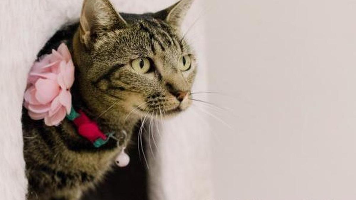 Miss Daisy is a sweetheart she is small but has a big personality. She is available through the Cat House on the Kings Adoption Center at Petco, 4144 N. Blackstone Ave. in Fresno, open 10 a.m.-5 p.m. daily (6 p.m. Wednesdays). Call 559-222-0228.