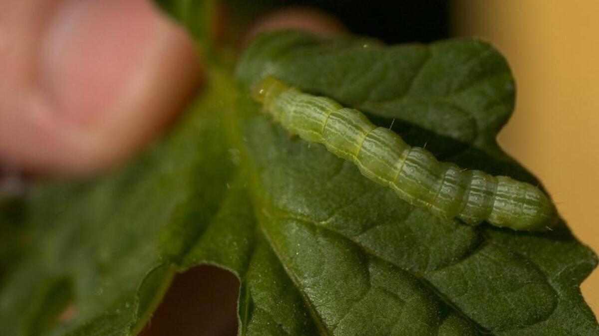 Tomato hornworm