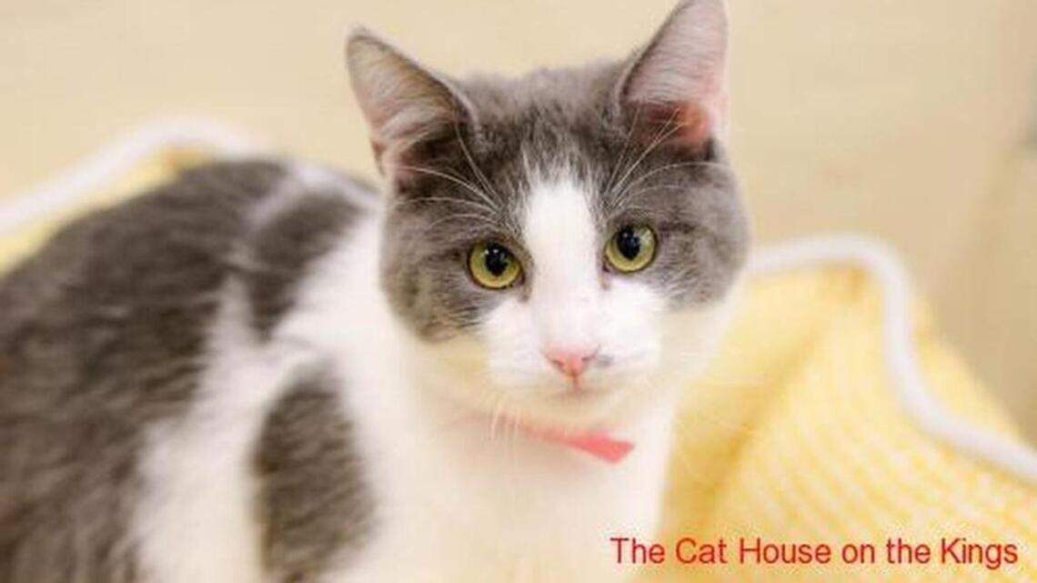 Brodie, Gracie and Tory are looking for new homes!