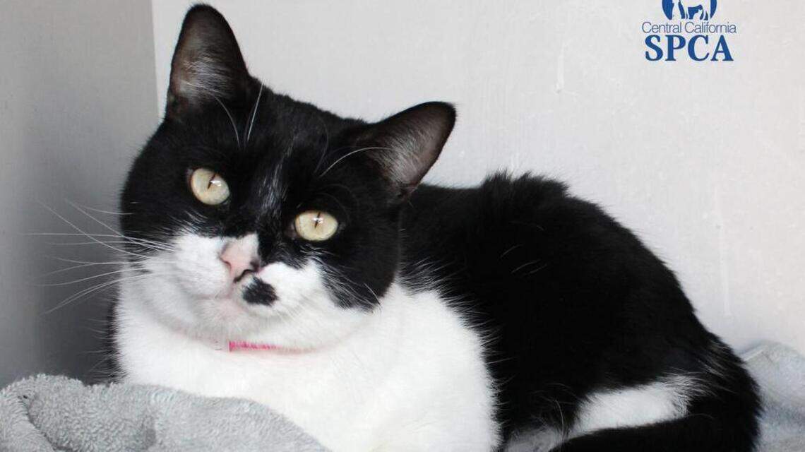 Toby, Candy and Yoki are looking for new homes!