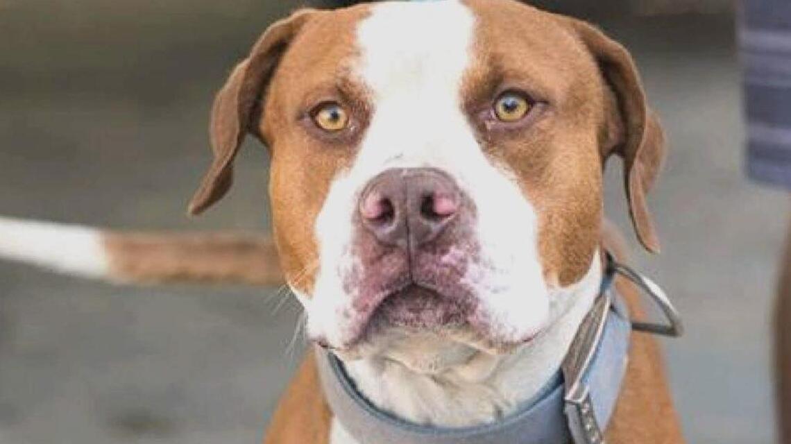 Amber, Cody, Dolly and Lilac are looking for news homes!