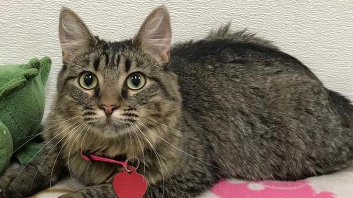 Brianna is a 1-year-old Maine Coon blend who is beautiful and friendly. She is available through the Cat House on the Kings Adoption Center at Petco, 4144 N. Blackstone Ave. in Fresno, open 10 a.m.-5 p.m. daily (6 p.m. Wednesdays). Call 559-222-0228.