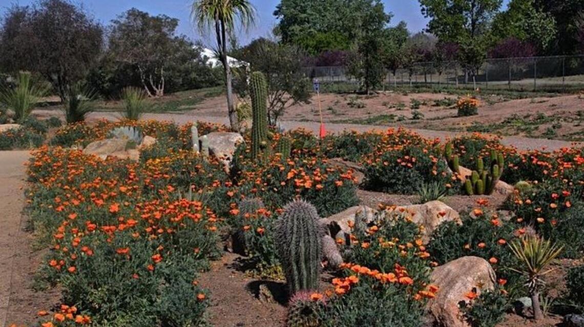 You planted heat-tolerant plants for a reason. Be careful not to overwater them