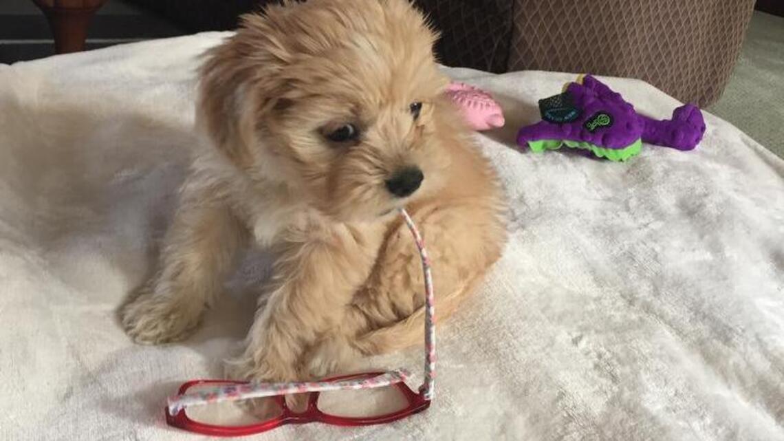 Lucille, Mango and Dulcie in Pet Pix!
