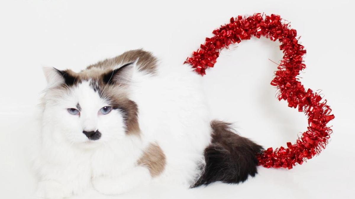 Daphne is a 13-year-old, female, black and white Ragdoll. She love to cuddle and is very loyal and will not turn her back on you.. She is available immediately through the CCSPCA Adoption Center, 103 S. Hughes Ave. in Fresno, open 10 a.m.-5 p.m. daily (6 p.m. Wednesdays). Call 559-233-7722, ext. 119, or email adoptions@ccspca.com.