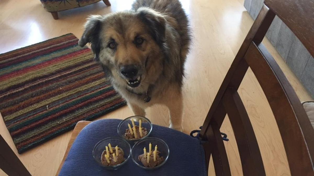 Bear celebrating his 15th birthday!