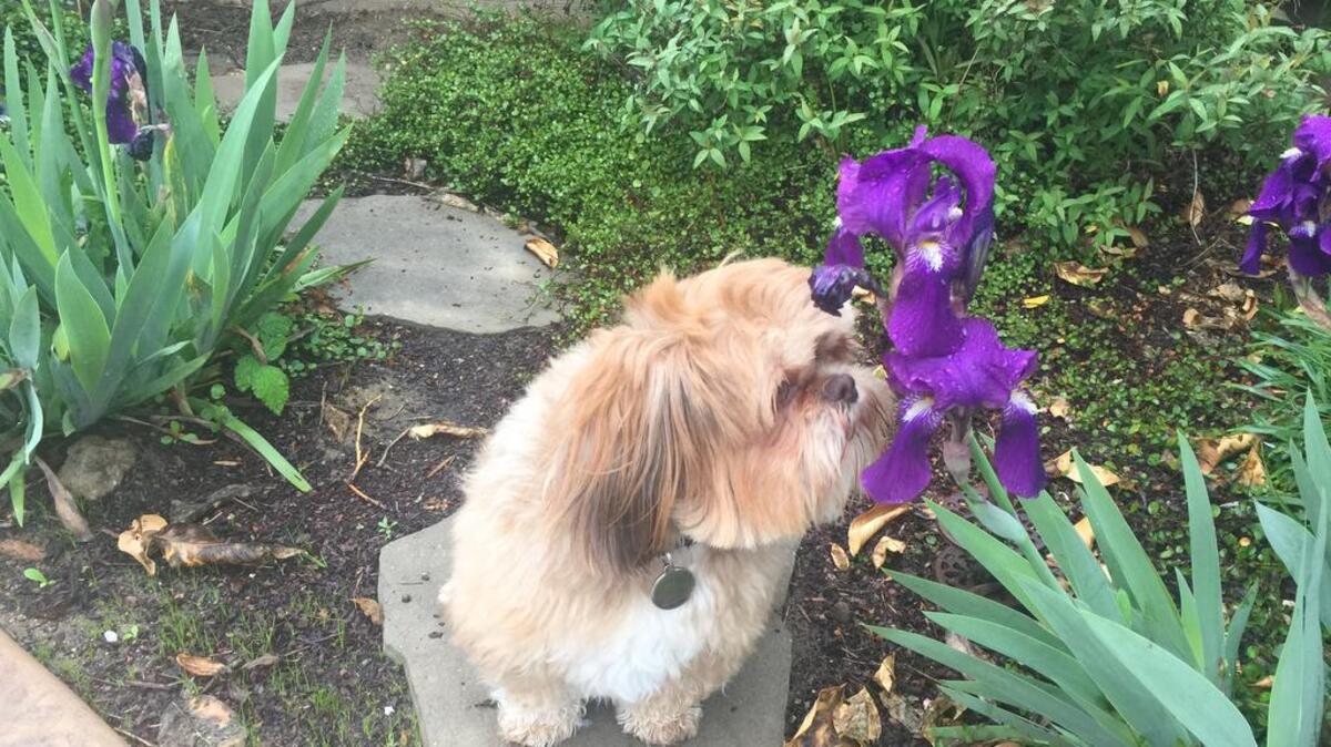 Kobe out smelling the flowers