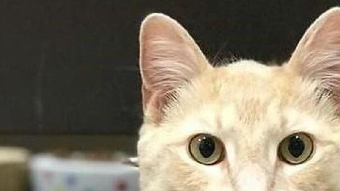 Butterscotch, Cobalt and Senior are looking for new homes!