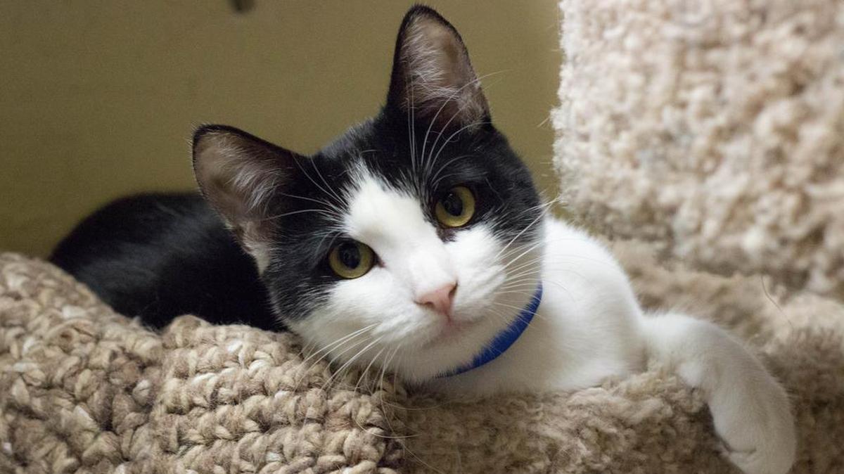 Groucho is a 7-month-old, male and is smart, entertaining and handsome. He is available through the Cat House on the Kings Adoption Center at Petco, 4144 N. Blackstone Ave. in Fresno, open 10 a.m.-5 p.m. daily (6 p.m. Wednesdays). Call 559-222-0228.