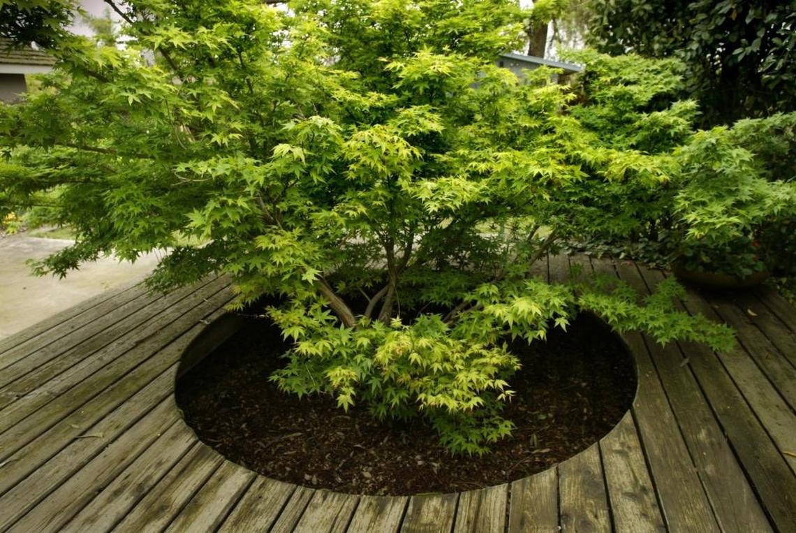 A Japanese maple grows from the middle of a redwood deck at a Visalia home. Finding the right place in your garden for each plant is key to good plant health; fall is the time to transplant if needed.