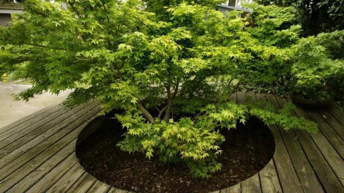 Are your plants suffering in their current locations? Now’s the time for a transplant