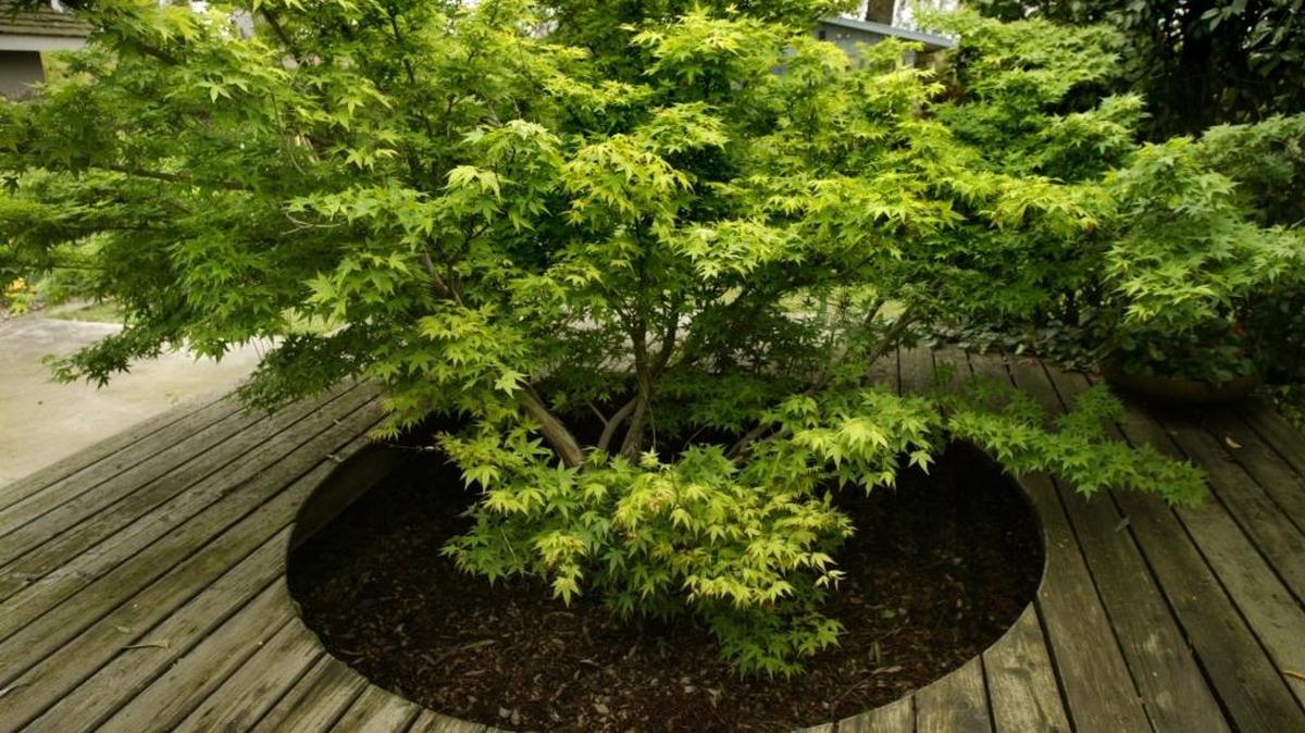 A Japanese maple grows from the middle of a redwood deck at a Visalia home. Finding the right place in your garden for each plant is key to good plant health; fall is the time to transplant if needed.