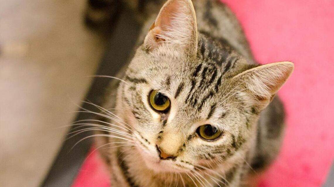 Jubilee, Meryl and Rowena looking for new homes!
