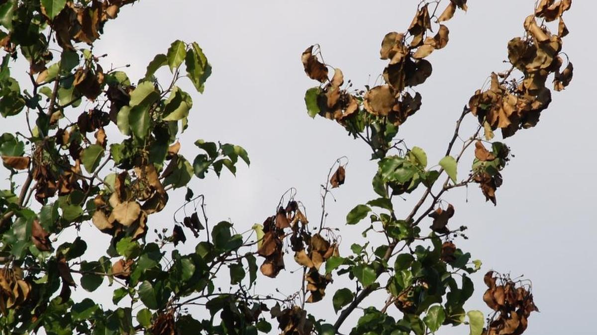 Fire Blight on ornamental pear tree