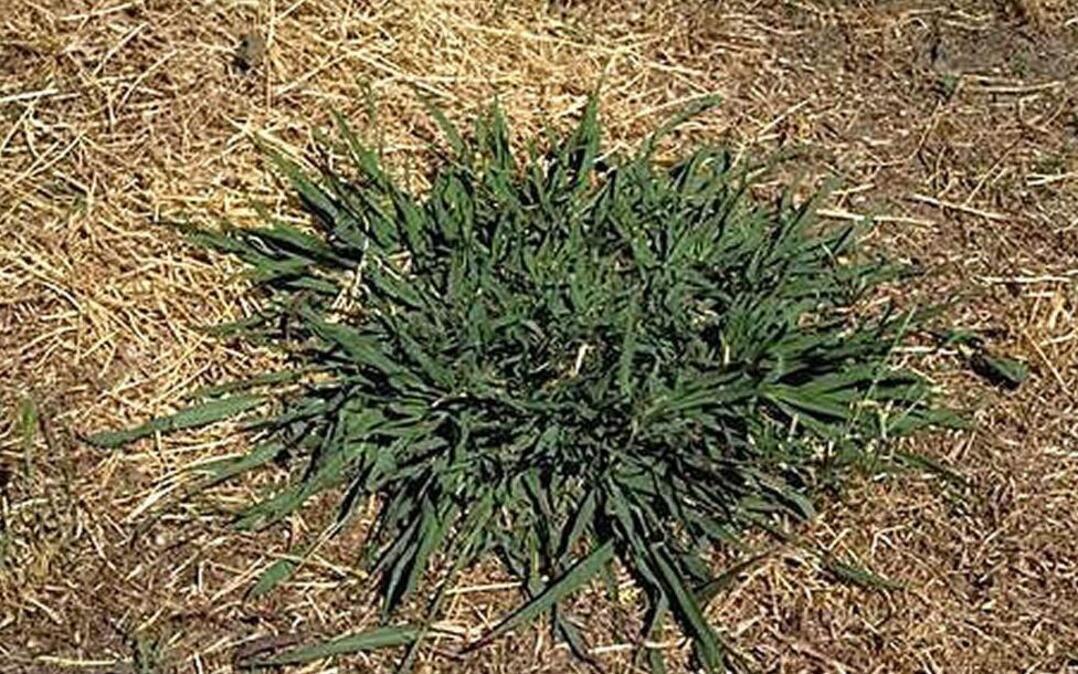 Dallis grass