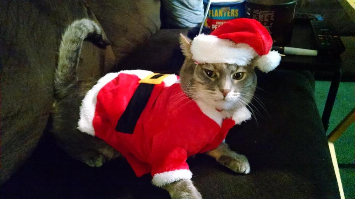 Gracie is not to sure about being Santa.