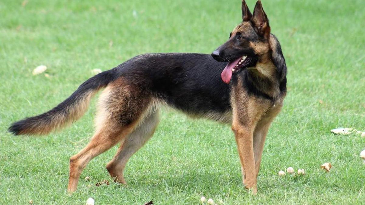 LT is a male German Shepherd is friendly and plays good with other dogs. He is available at Second Chance Animal Shelter in Selma., 2831 W. Front St. 559-896-7227; SCAS.Selma@gmail.com or www.2ndchanceanimalshelter.org.