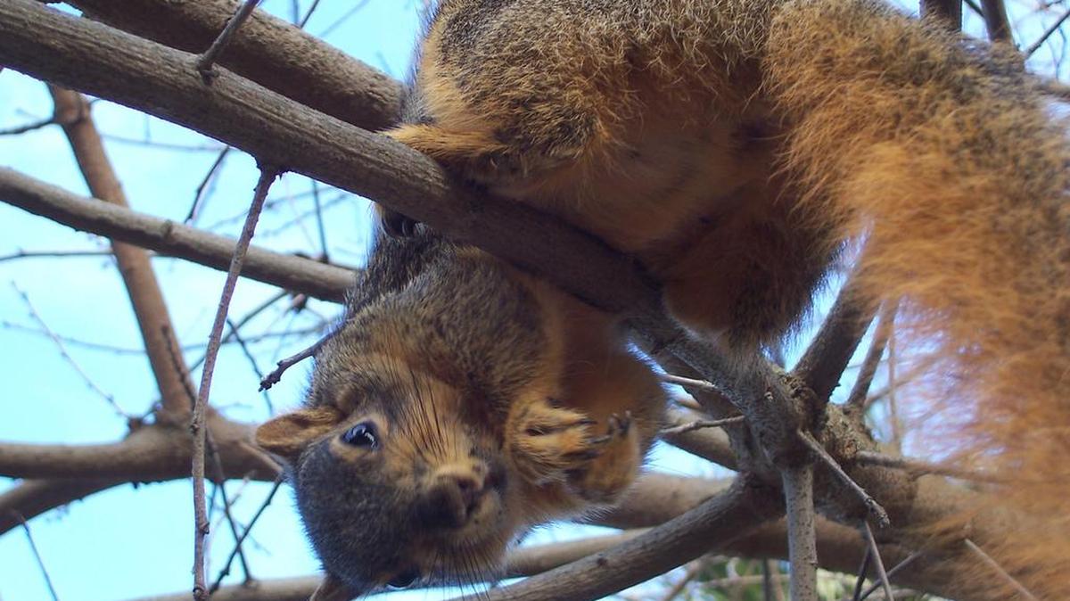 Backyard friend Jerrie hanging from a tree.
