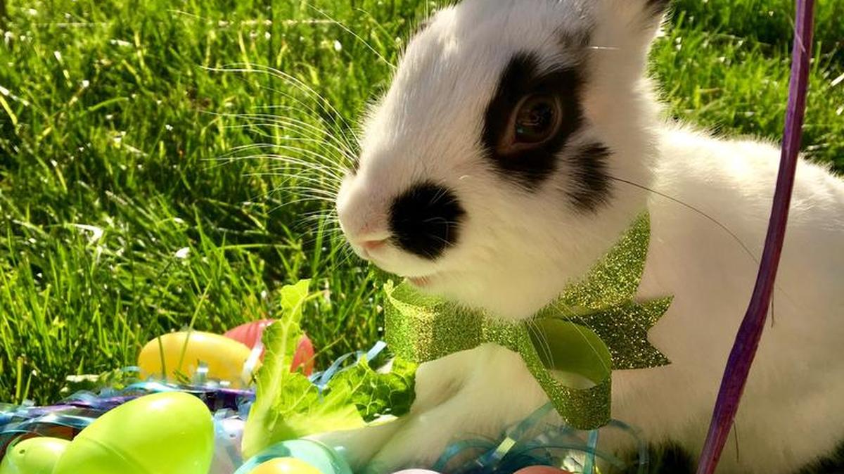 Oreo’s first year as the Easter Bunny
