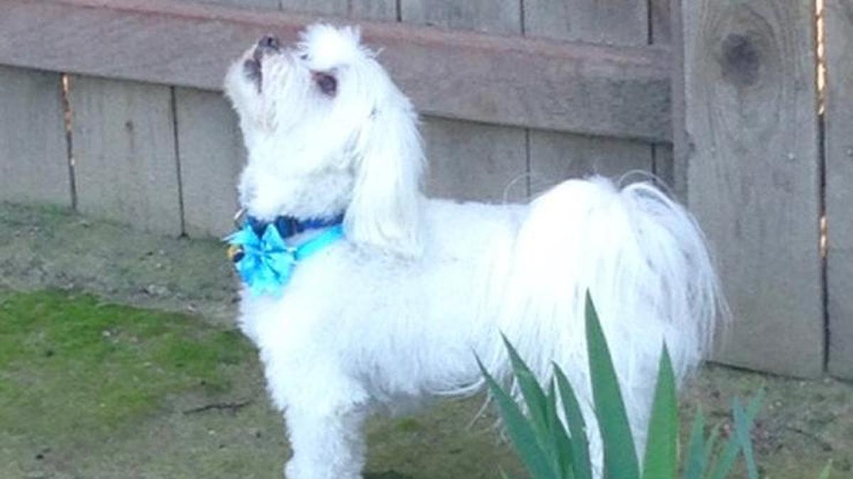 Bailey is being taunted by his friend, the back yard squirrel