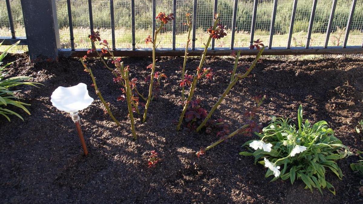 Here the whole ground around a rose bush is mulched with compost. At this point the compost is also watered down well. It helps to get the fertilizer, which is underneath the compost, quicker into the deeper layers of soil and therefore closer to the roots of the rose.