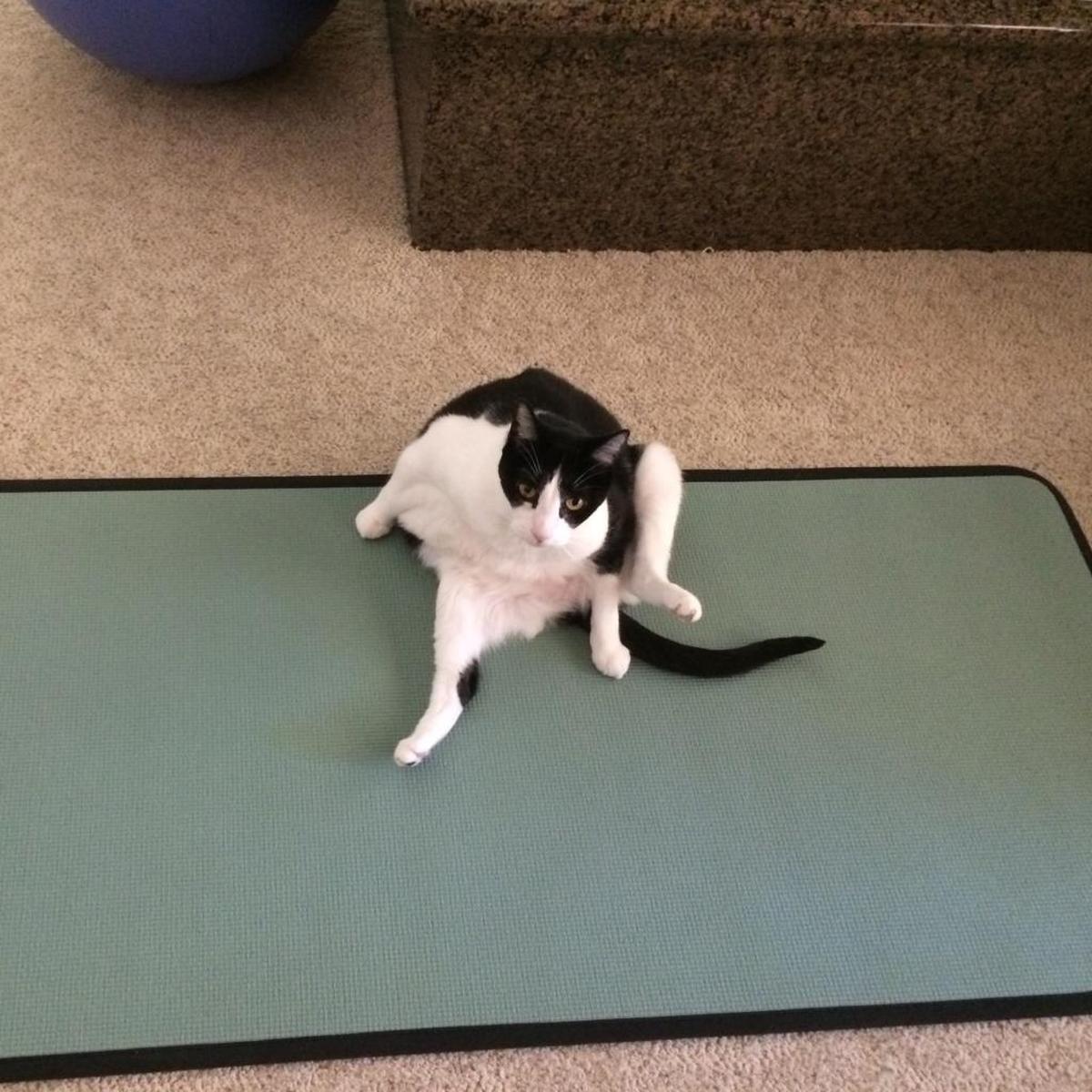 Polli loves yoga!