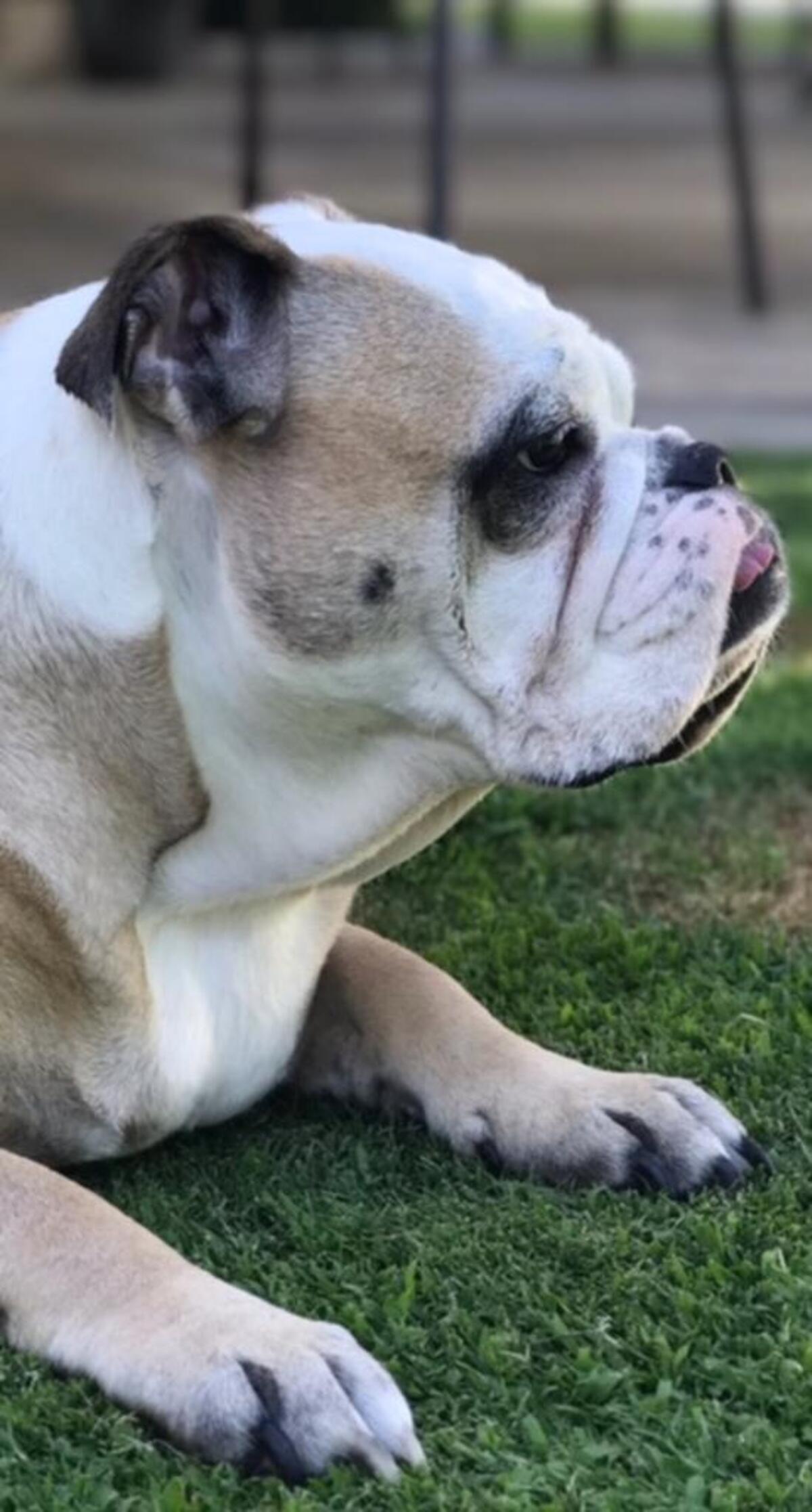 Grace is liking the cool grass