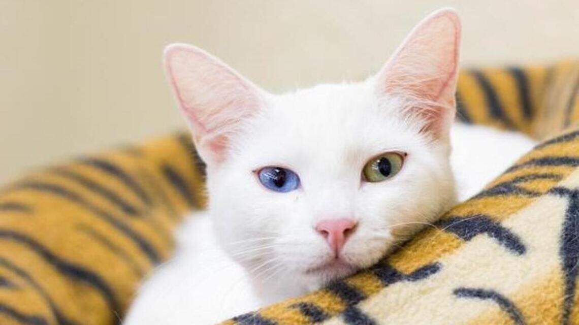 Ivy, Sweetie and Rover are looking for new homes!