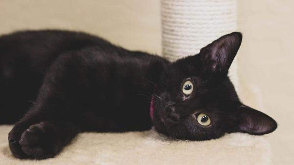 Dot, Dumbo and Caesar are looking for new homes!