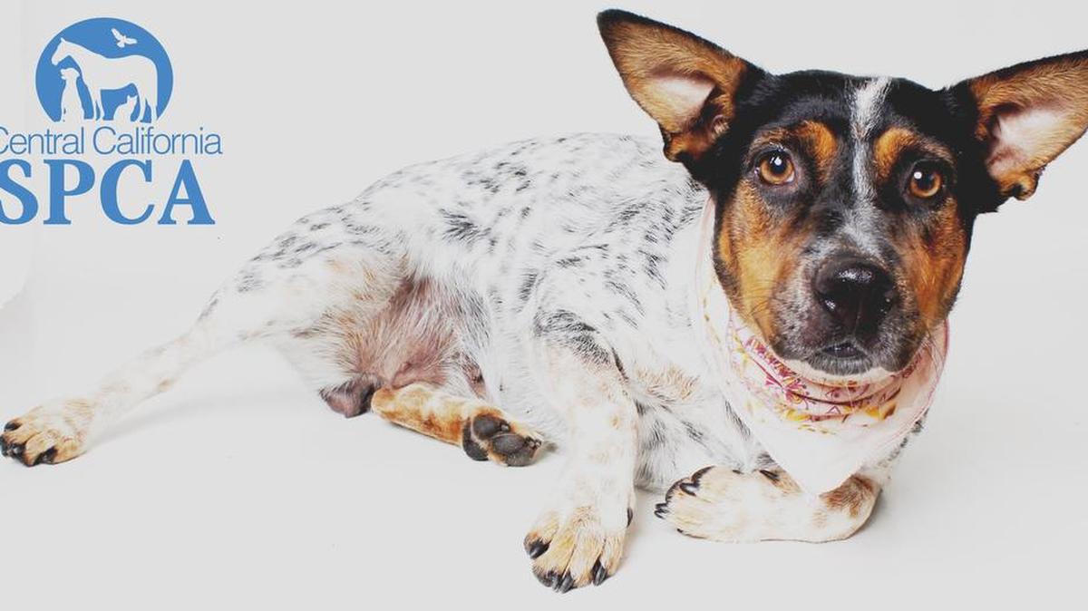 Lorelai is 1-year-old, female, black and white Asutralian cattle dog and is available immediately through the CCSPCA Adoption Center, 103 S. Hughes Ave. in Fresno, open 10 a.m.-5 p.m. daily (6 p.m. Wednesdays). Call 559-233-7722, ext. 119, or email adoptions@ccspca.com.