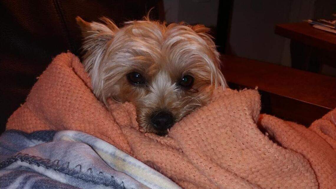 BB & Pee Wee, Jody and Miss Molly in Pet Pix!