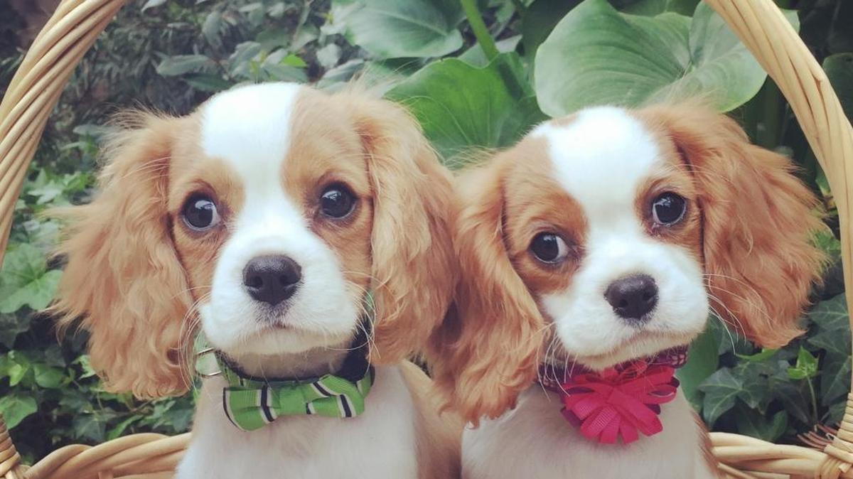 Millicent and Whitaker posing for a picture
