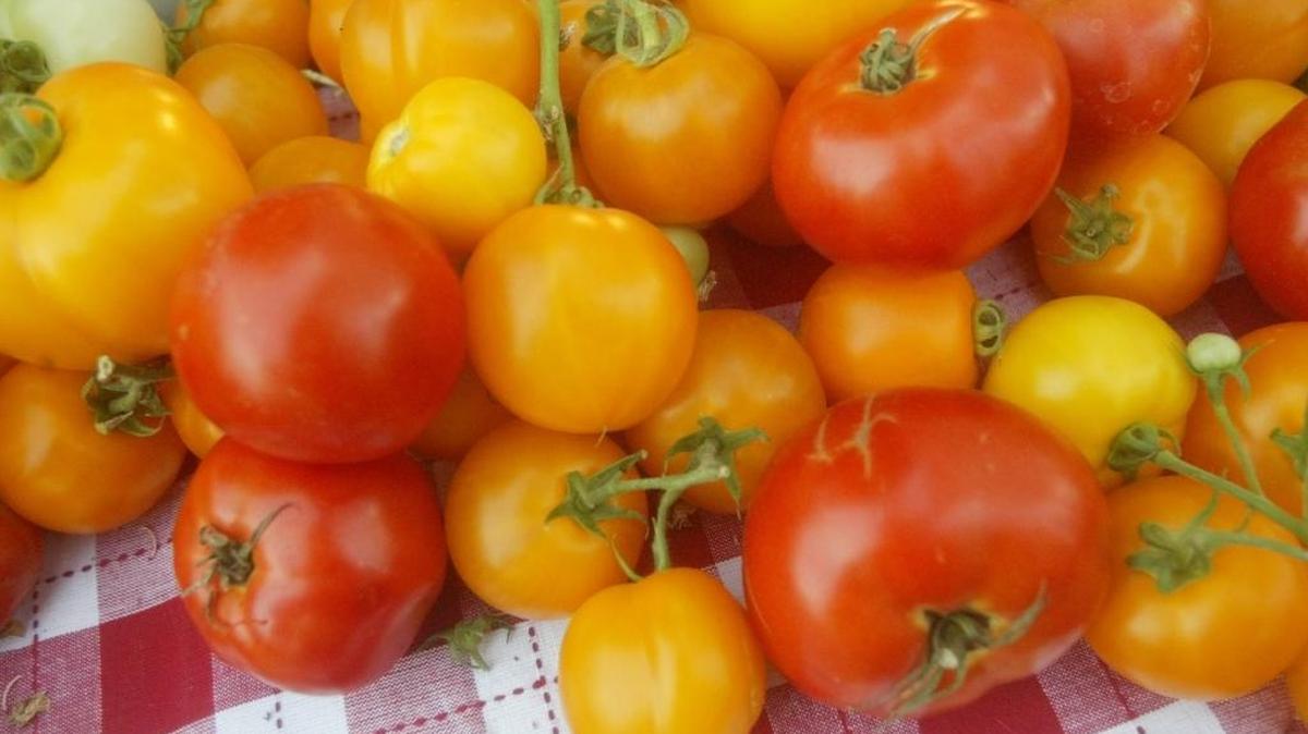 Gardening columnist Elinor Teague didn’t enjoy an abundant crop of healthy tomatoes (like this one) this year, but she shares three lessons learned.